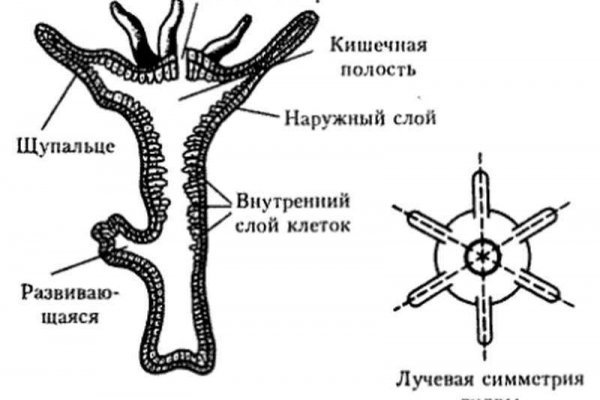 Кракен зеркало сайта