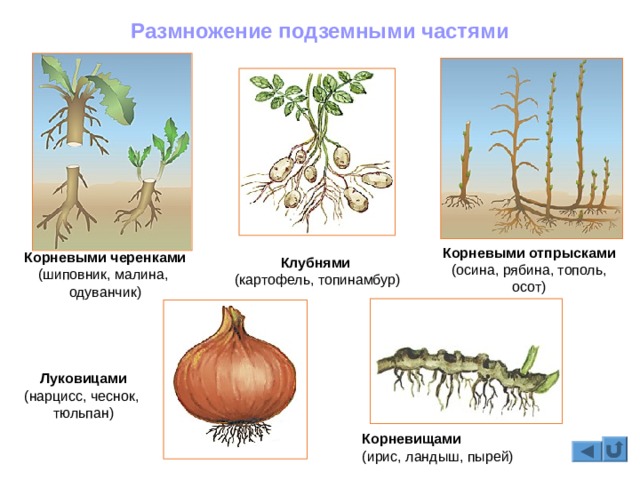 Кракен kr2web in